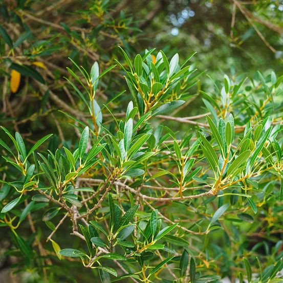 Filaria angustifolia 'green-up' godet de 8/9 cm