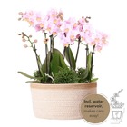 Orchidées ensemble de plantes roses dans un panier en coton avec réservoir d'eau | trois orchidées roses andorra 9cm