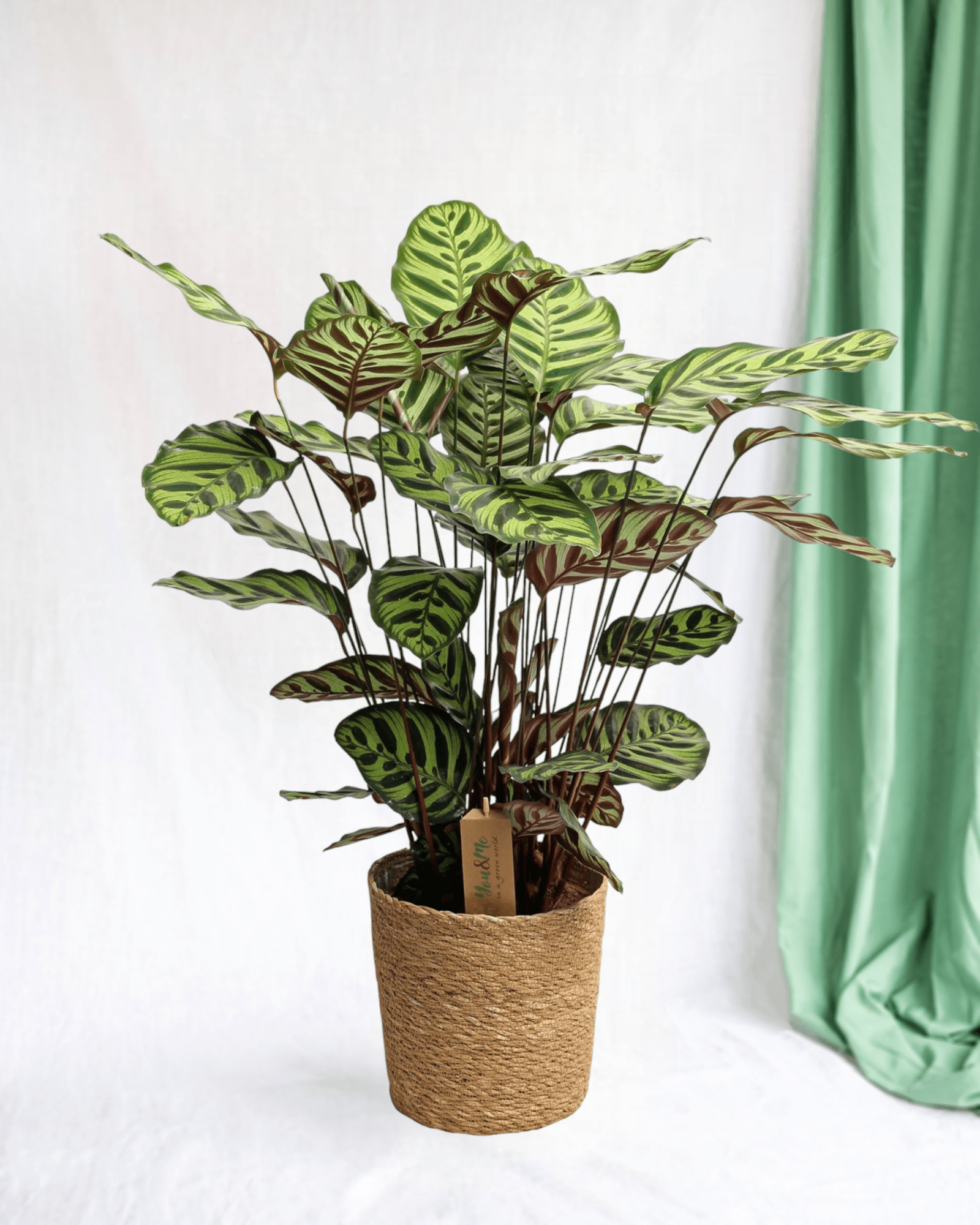Plante d'intérieur - calathea makoyana et son panier inclus 55.0cm
