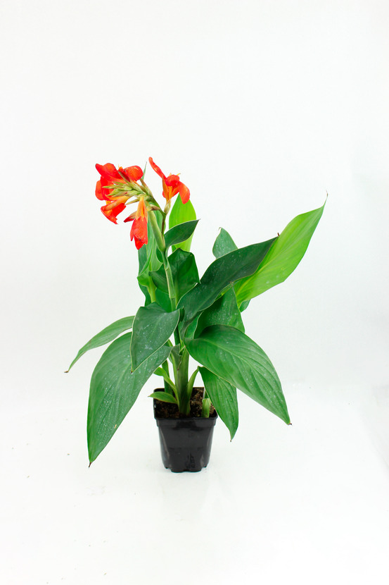 Canna nain pot 1 l