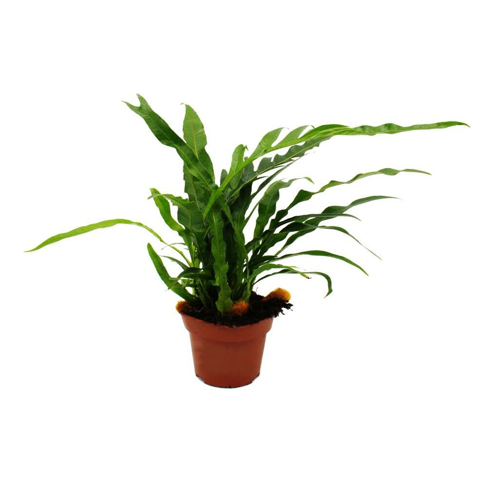 Fougère peau de serpent - aglaomorpha coronans jim