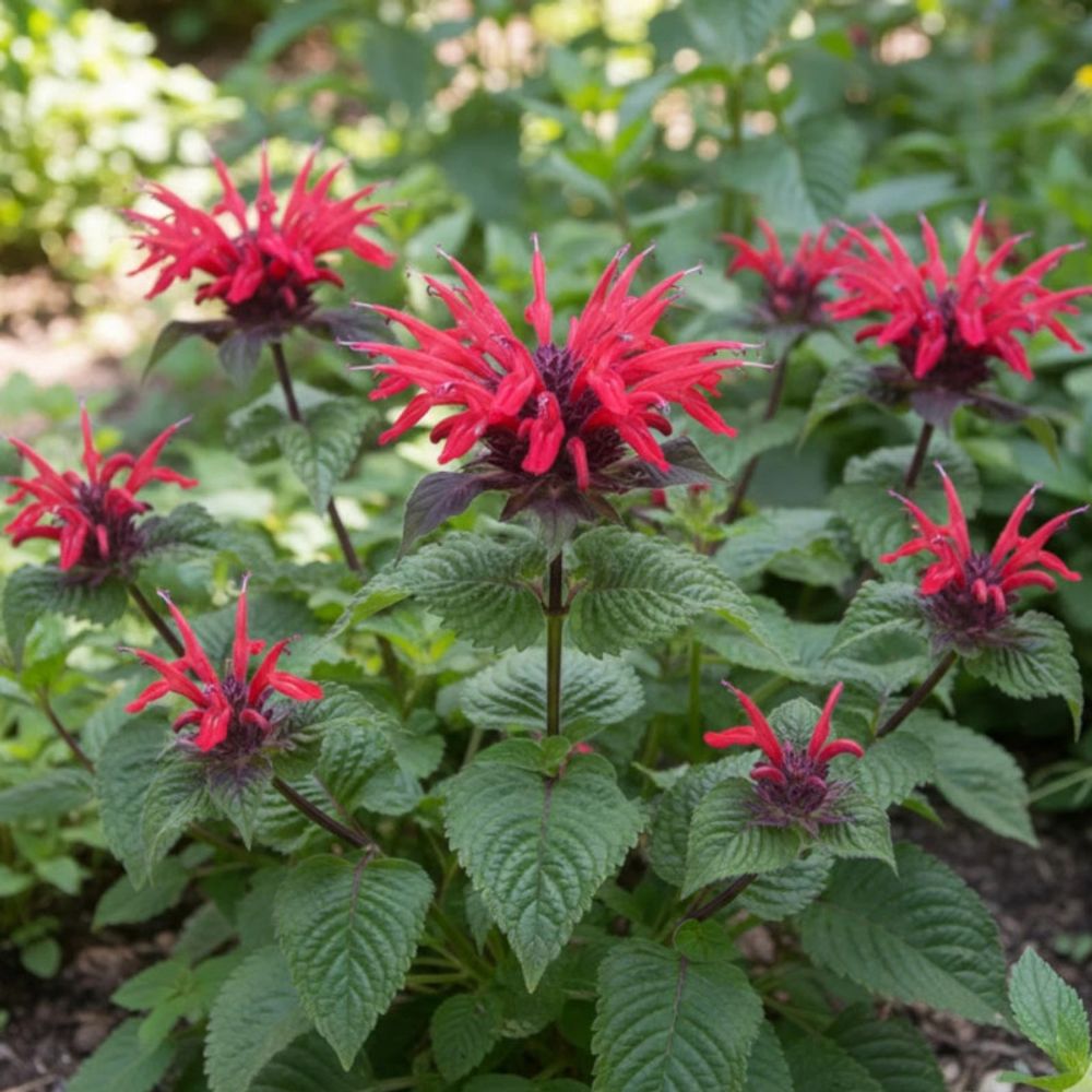 Monarde panorama godet - 5/20 cm