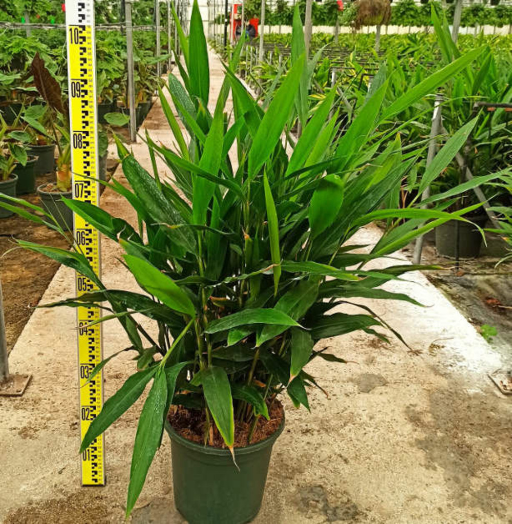 Alpinia galanga pot de 7 litres - 50/70 cm
