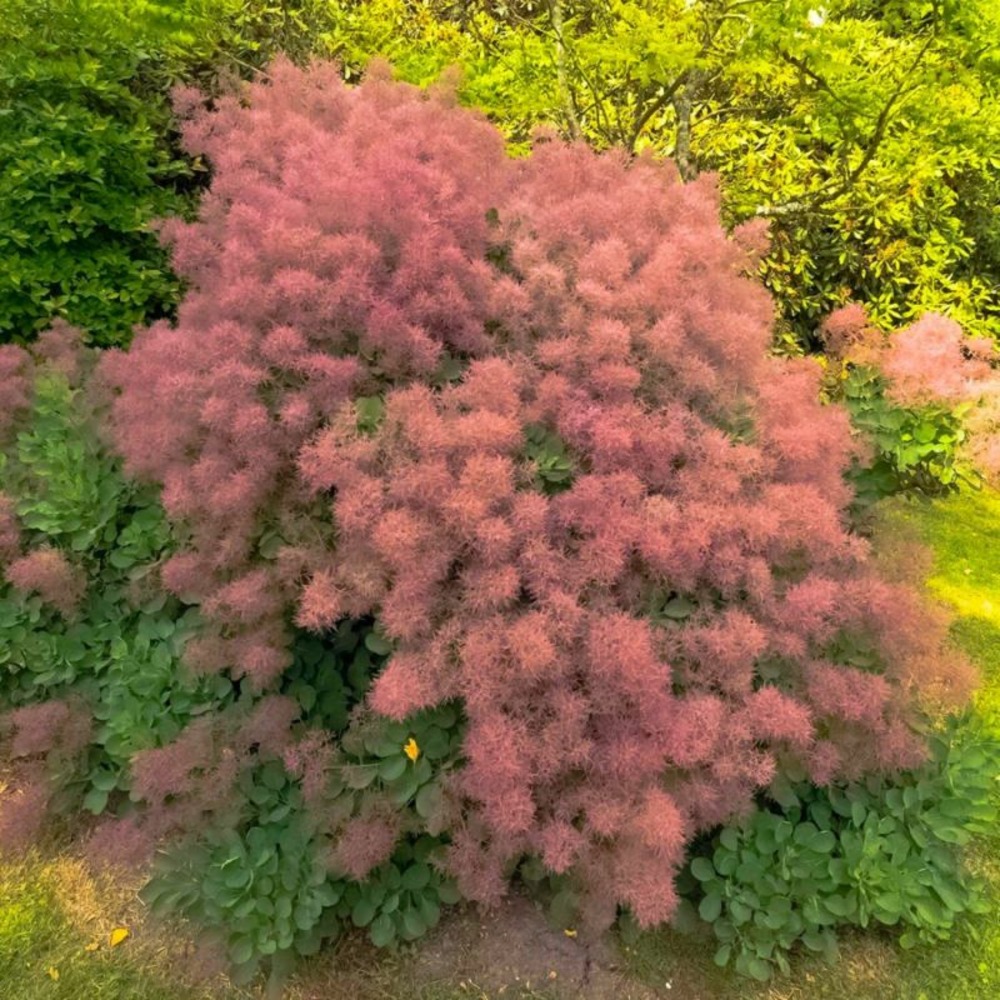 ARBRE PERRUQUE GF H20A40-(766542)