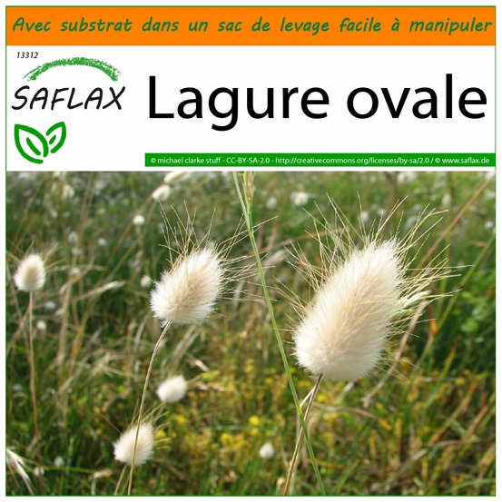 Garden in the bag - lagure ovale - 100 graines - lagurus ovatus