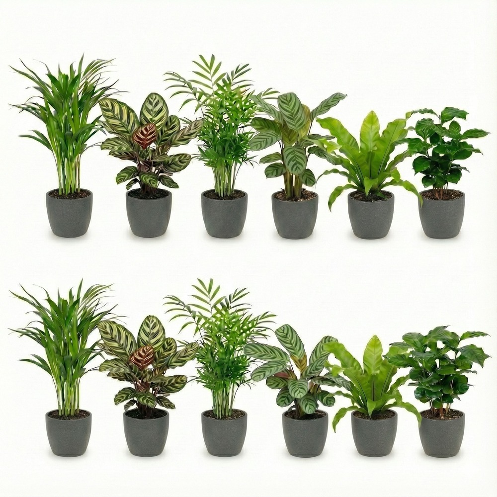 12 plantes d'intérieur avec pot anthracite - purificatrices d'air