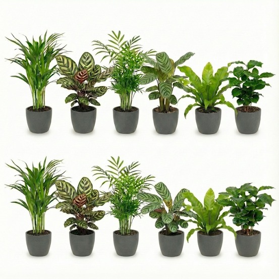 12 plantes d'intérieur avec pot anthracite - purificatrices d'air