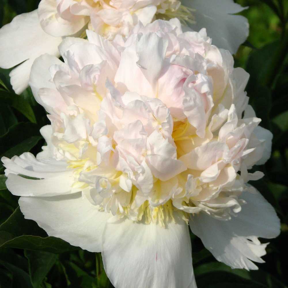 Pivoine de chine 'top brass' pot de 3l/4l
