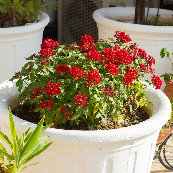 Pentas rouge - le pot / ø 10,5cm
