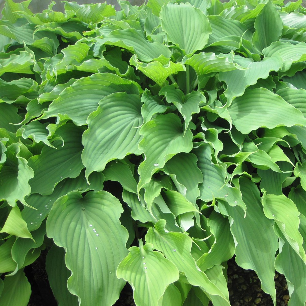 Hosta 'neptune'® pot de 1,5l/2l