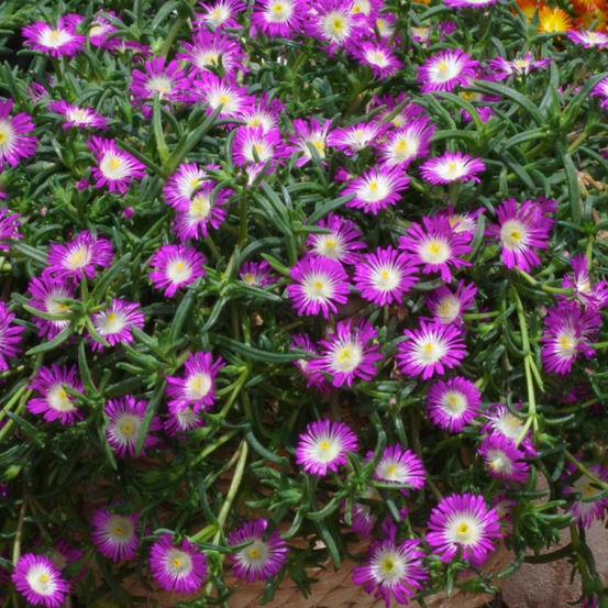 Delosperma violet wonder®, pourpier vivace pot de 3l - 20/40 cm
