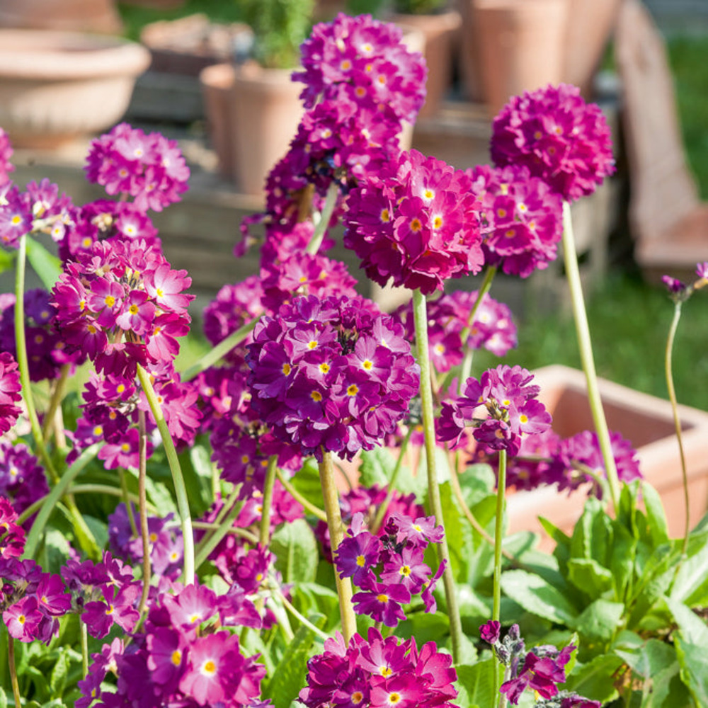 Primevère dentelée rubin - le pot / ø 9cm