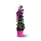 Bougainvillier pyramide - plante fleurie - ↕ 70-80 cm - ⌀ 18 cm - plante d'extérieur