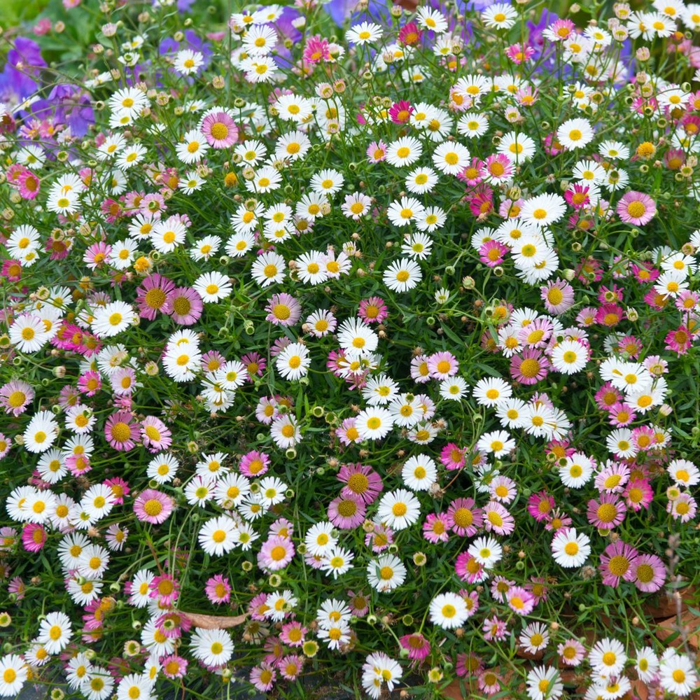 Vittadenia plante vivace - 3 godets