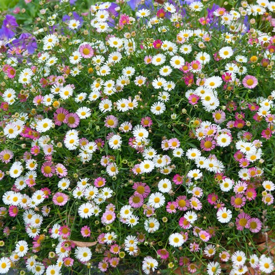 Vittadenia plante vivace - 3 godets