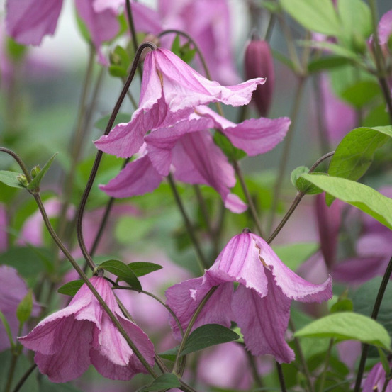 Clématite integrifolia hendryetta® pot de 1,5l - tuteur bambou 30/60 cm