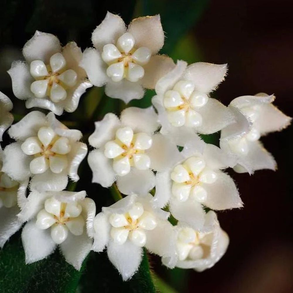 Hoya thomsonii - pot de 6cm