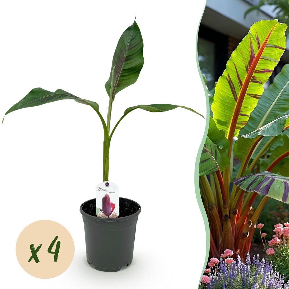 Bananier 'red tiger' - lot de 4 - pot 17 cm - hauteur 40 cm - plante d'extérieur