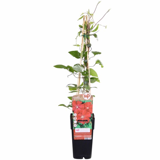Clematis hagley hybrid - clematis rouge - h65 cm - ø15 cm