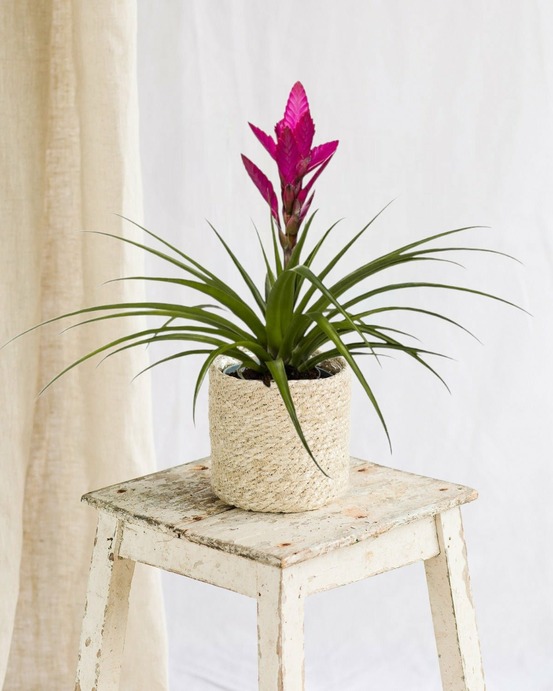 Bromelia amira 45cm - plante d'intérieur