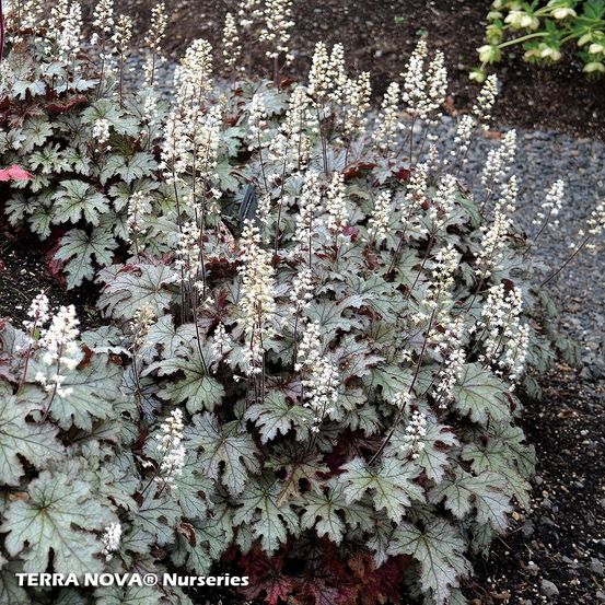 Heucherella 'cracked ice' godet de 8/9 cm