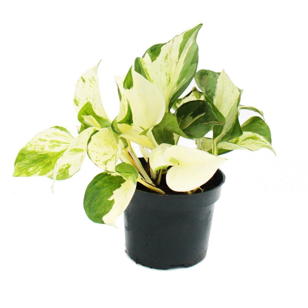 Efeutute panaché de blanc - epipremnum happy leaf - scindapsus - pot 12cm - plante grimpante d'intérieur