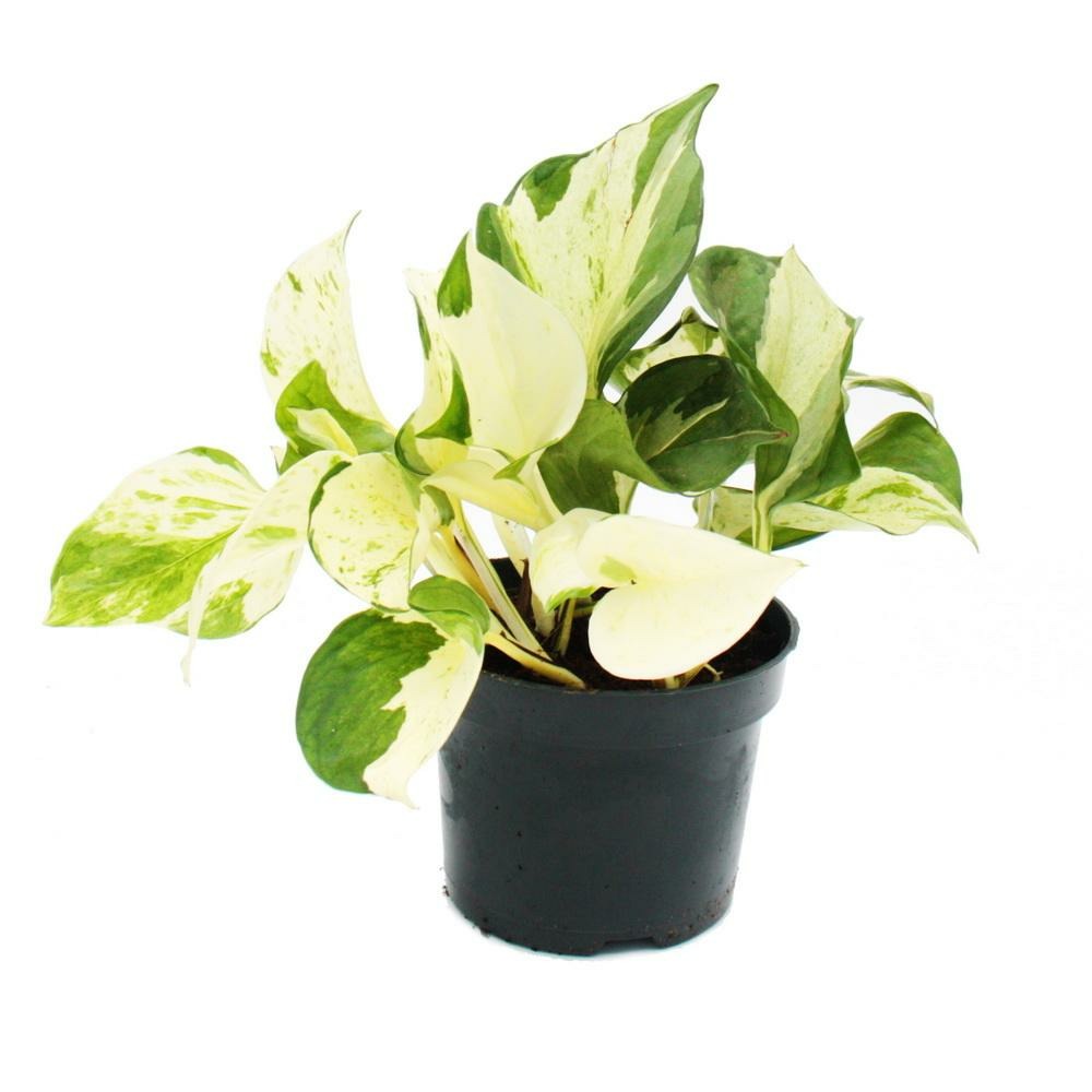Efeutute panaché de blanc - epipremnum happy leaf - scindapsus - pot 12cm -  plante grimpante d'intérieur