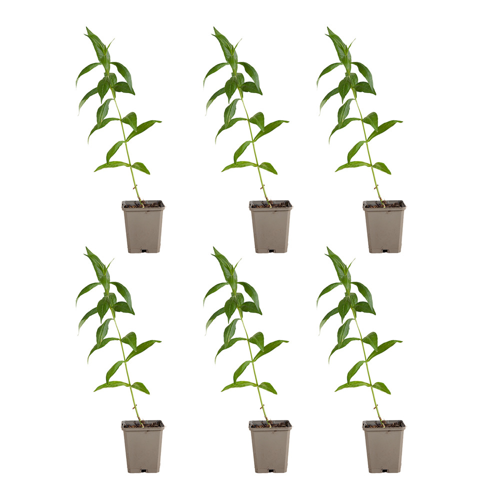 Lot de 3 - phlox ‘david’ - rustique - h. 10-20 cm - p. Ø 9 cm