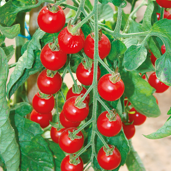 Plant de tomate cerise sweet 100 f1 pot 0,5 l