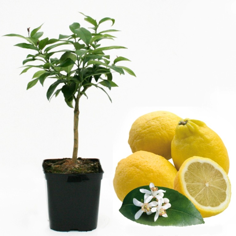 Citronnier des 4 saisons bio "citrus limon" tailles:pot de 3 litres, hauteur 30/40 cm