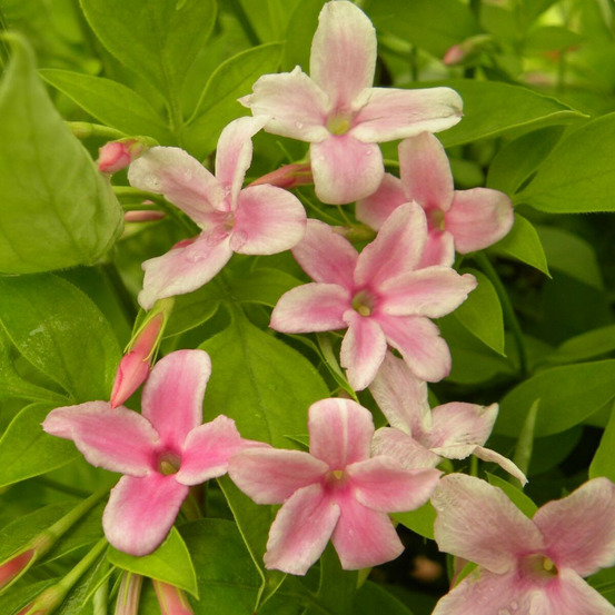 Jasmin stephanense pot de 3l - echelle bambou 60/120 cm