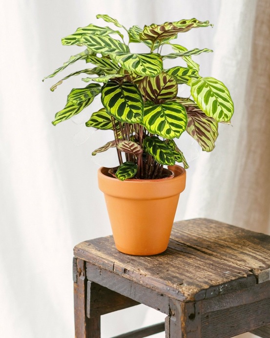 Calathea makoyana 45cm - plante d'intérieur