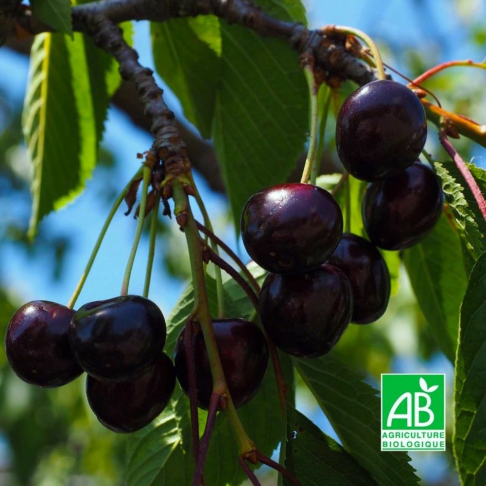 Cerisier bigarreau 'noir de meched' bio (prunus avium 'noire de meched')