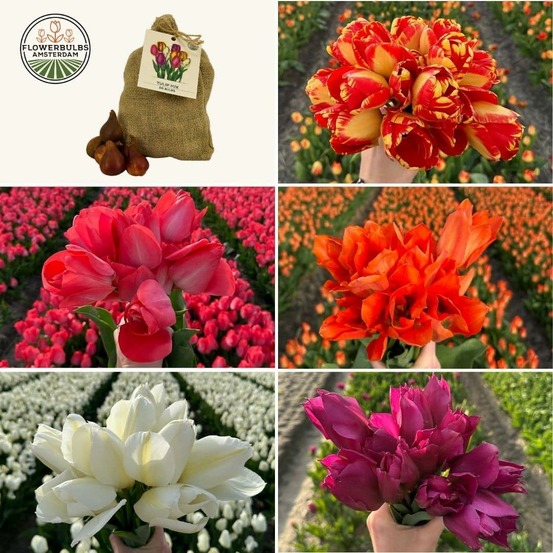 Mélange tulipes moyennes - 50 bulbes - 1m² de couleurs