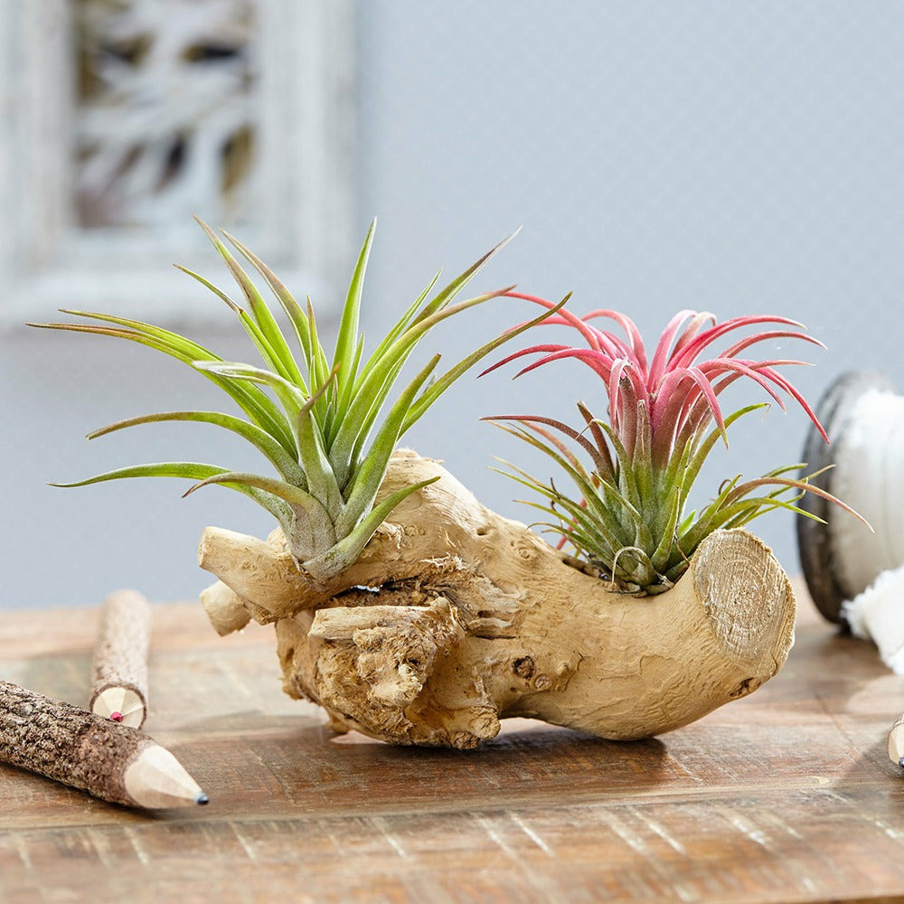 Tillandsia sur bois - le kit