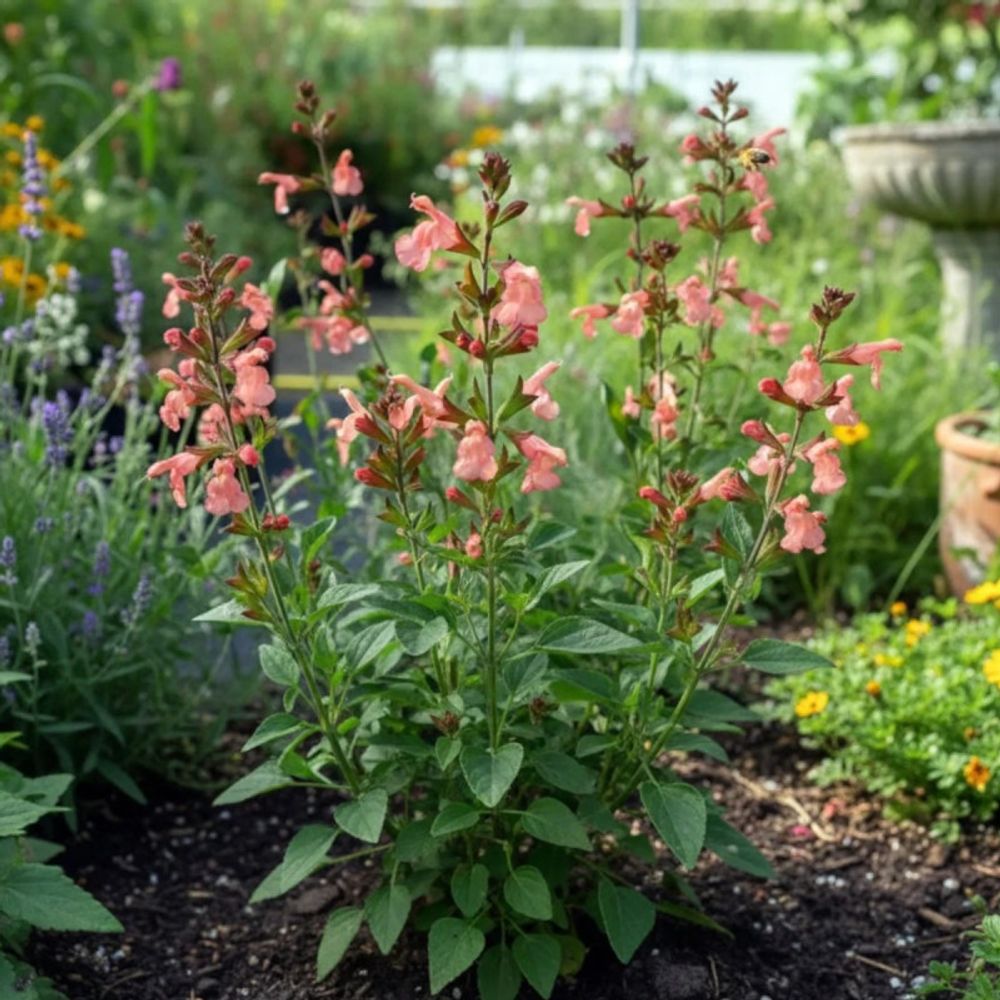 Sauge california sunset lot de 5 godets