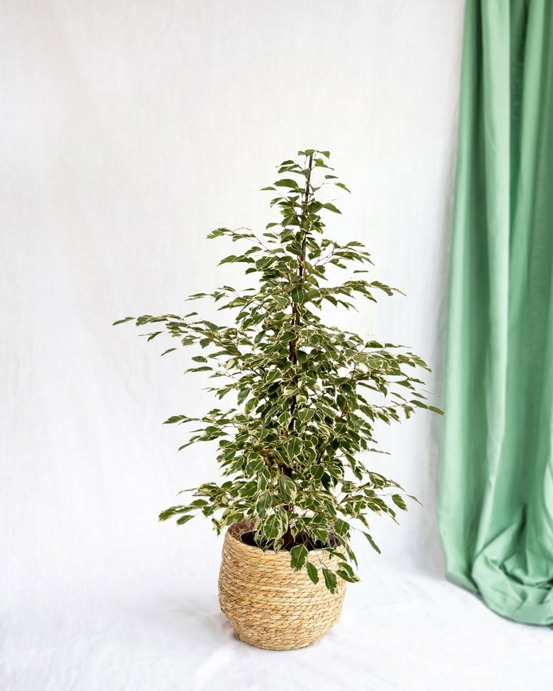 Ficus benjamina twilight h95cm 95cm - plante d'intérieur