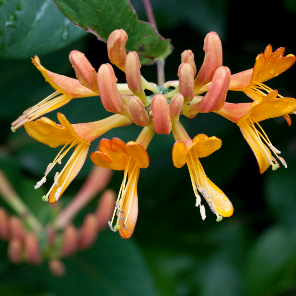 Chèvrefeuille - lonicera xheckrottii goldflame 70cm