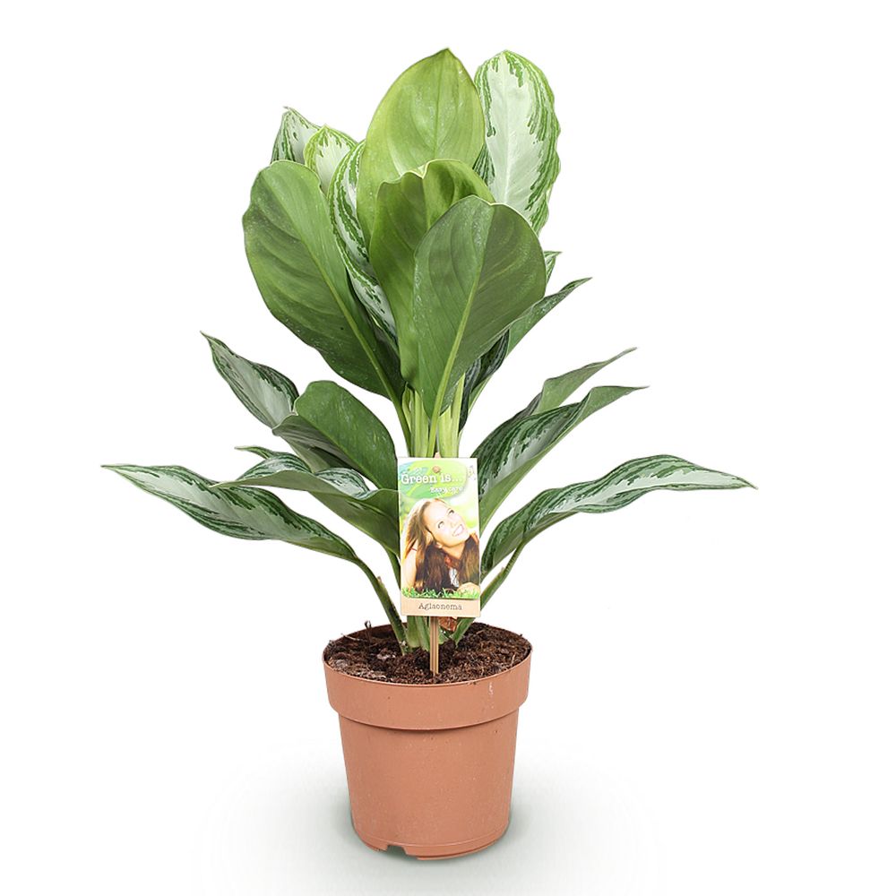 Aglaonema silver bay - pot de 17cm - hauteur 70-75cm