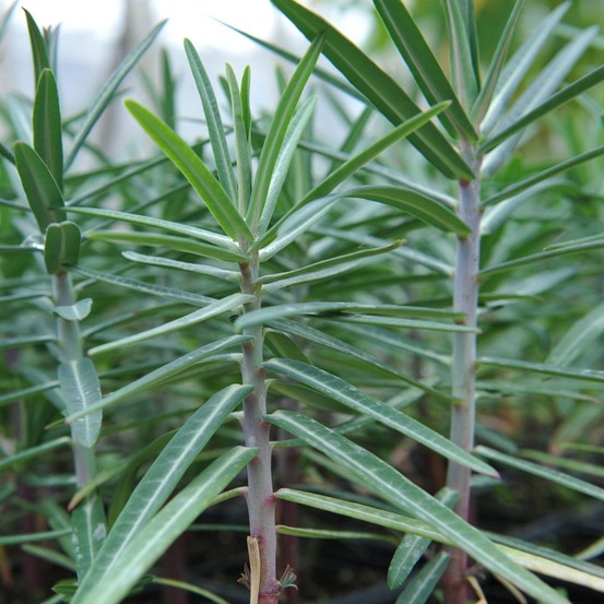 6 x euphorbe épurge, herbe à taupe - euphorbia lathyris - godet 9cm x 9cm