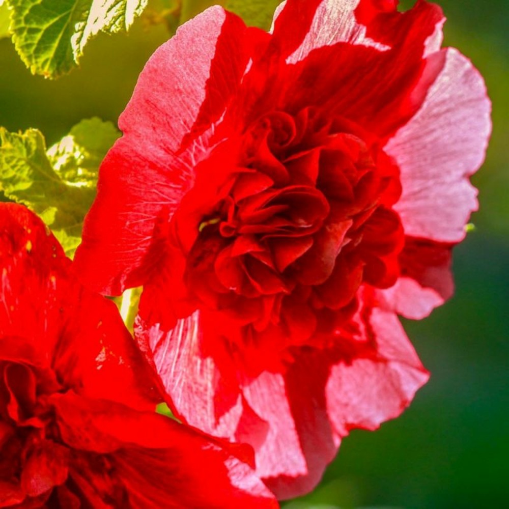 3 roses trémière 'double rouge' (alcea rosea chater's)