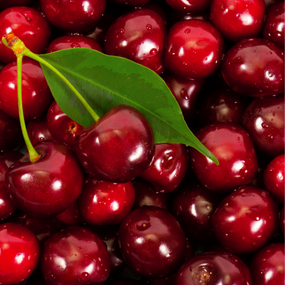 Prunus avium summit - cerisier 120 cm en pot