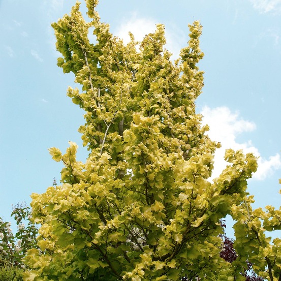 Orme à petites feuilles 'wredei' pot de 12l/15l