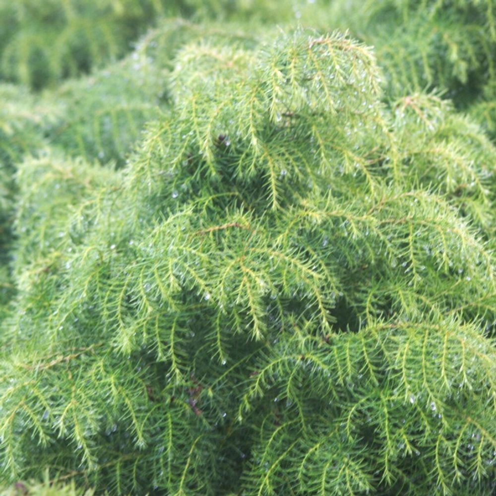 Cèdre du japon elegans viridis, cryptomeria pot de 10l - 60/80 cm