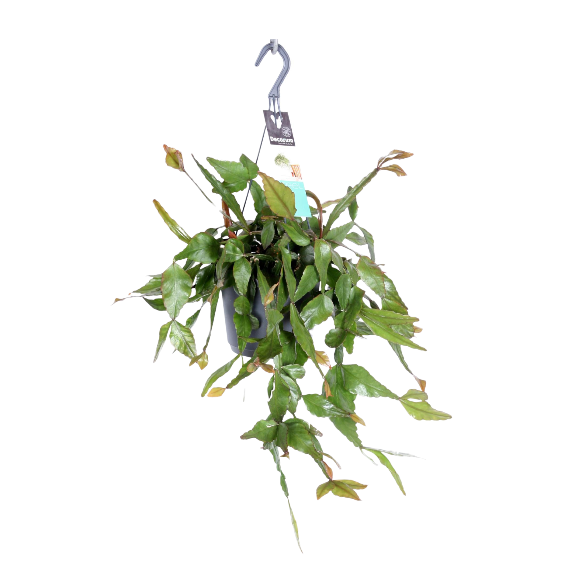 Plante d'intérieur - rhipsalis elliptica 35.0cm