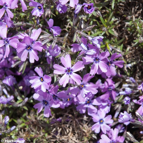 Phlox mousse 'purple beauty' godet de 8/9 cm