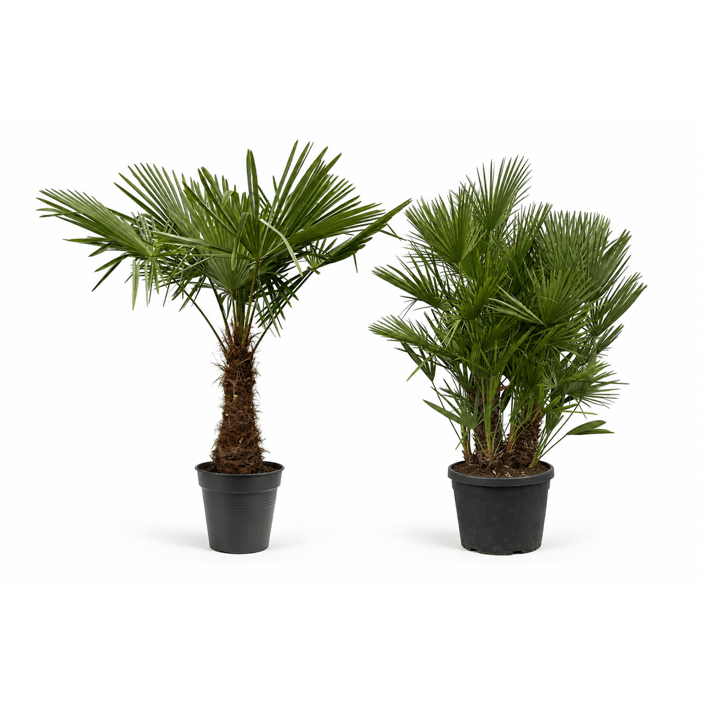 Palmeraie grand format — trachycarpus et chamaerops — lot de 2 plantes