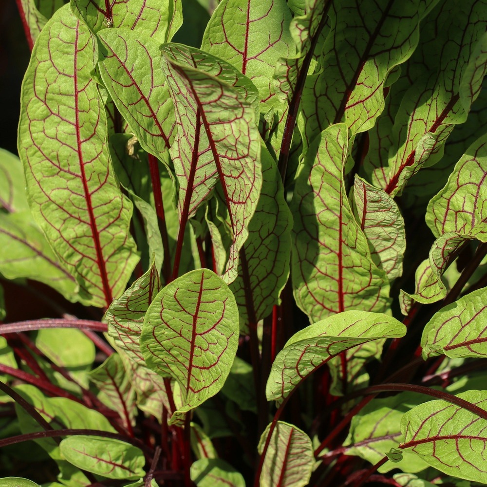 Oseille sanguine bloody dock, le sachet / 0.6g / ±600 graines