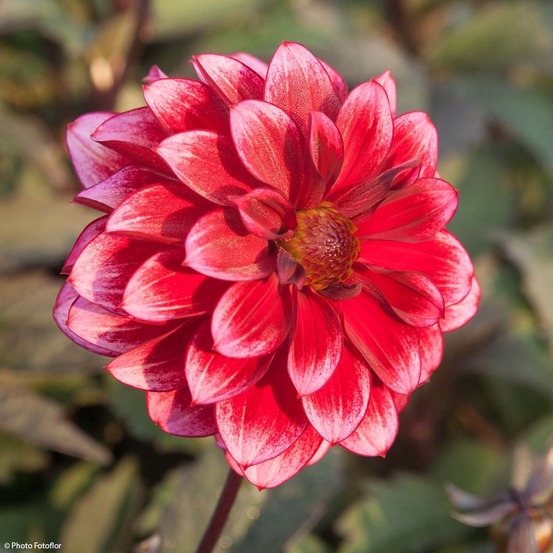 Dahlia décoratif 'darkarin' bulbe calibre i