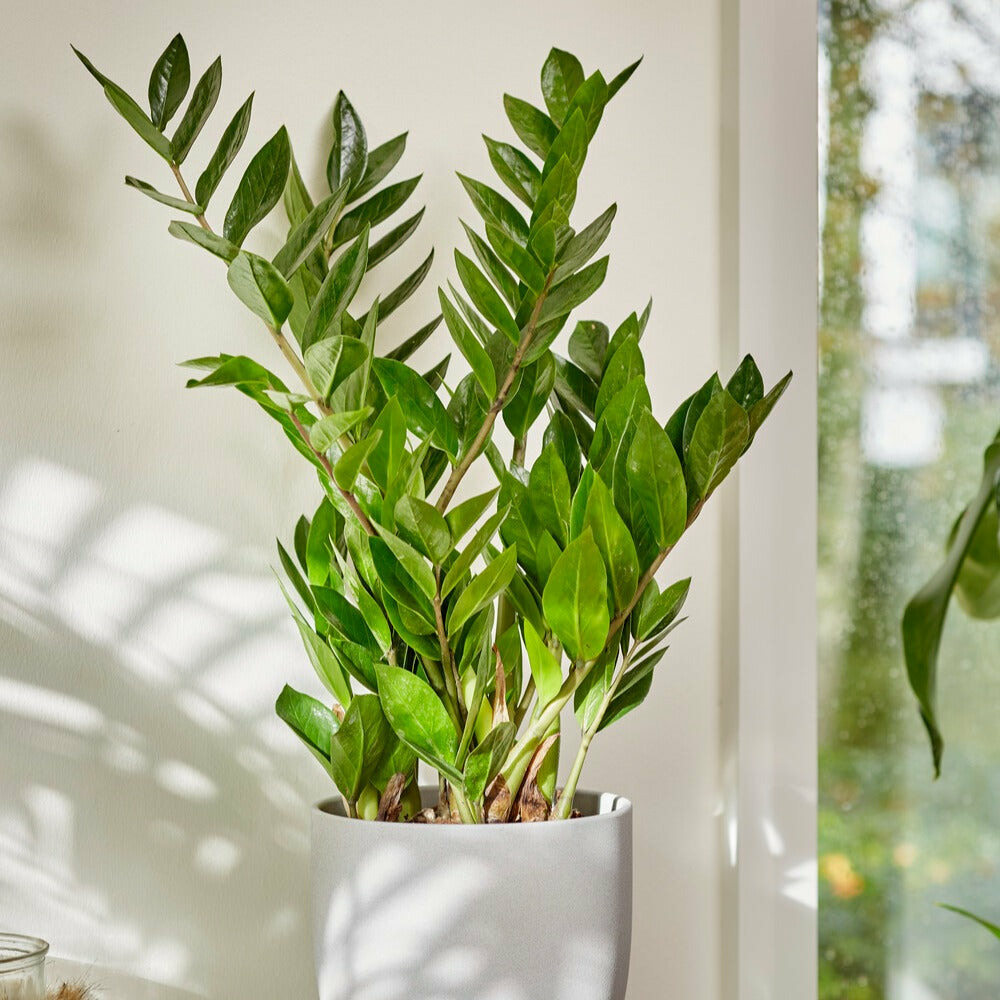 Zamioculcas - le pot / ø 17cm / hauteur livrée 70-80cm